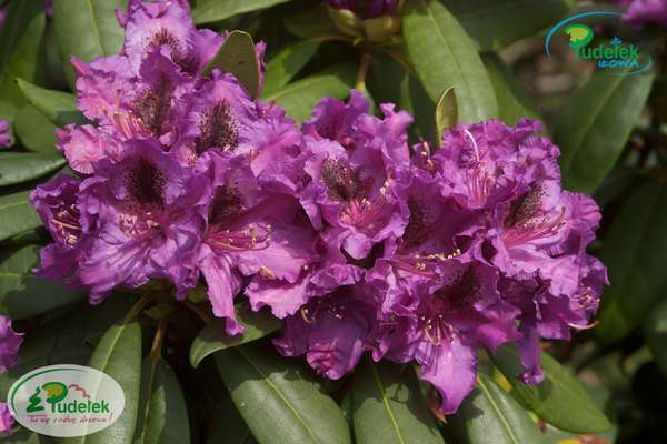 Rhododendron Azurro